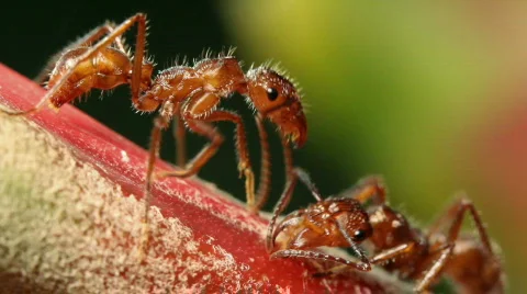 Two ants gathering nectar from a bromeliad flower spike Stock Footage