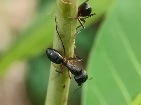 Two ants on a green stem. Stock-Fotos