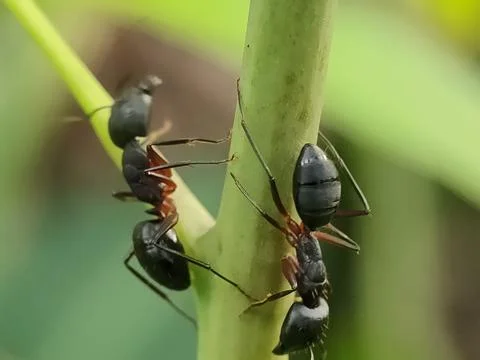 Two ants on a green stem. Stock Photos