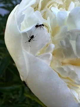 Two ants on a large white rose flower, close-up Stock Photos