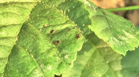 Two ants on levaes at the hvale River in Berlin 스톡 동영상 777632