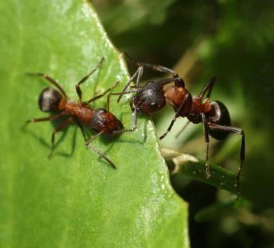 Two ants meet on green leaf Stock Photos