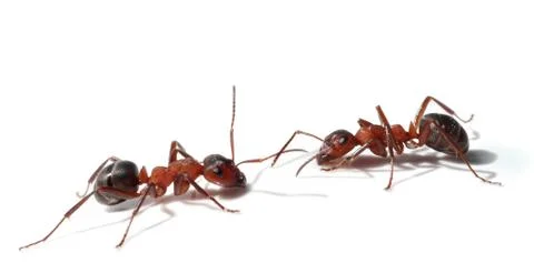 Two ants meet Stock Photos