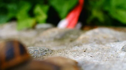 Two ants move in and out of focus in a rock bed Stock Footage 101347236