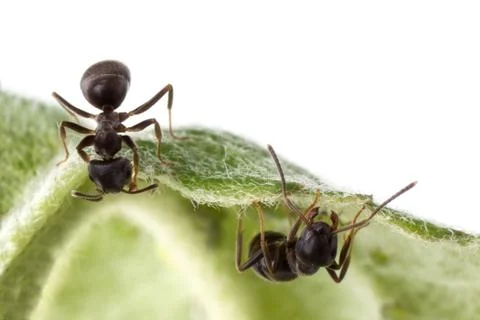 Two ants Stock Photos
