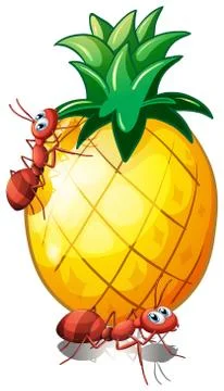 Two ants in a pineapple fruit Illustration