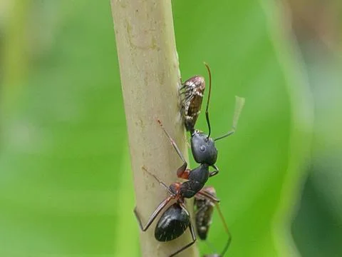 Two ants on a plant stem. 스톡 사진