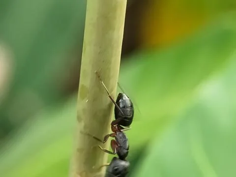 Two ants on a plant stem. Stock-Fotos