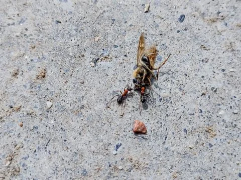 Two ants pull a dead bee Foto stock