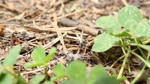 Two ants pull a spider on the forest floor Vídeo Stock 93001136