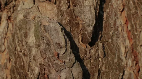 Two ants on a tree bark Video stock 51838943