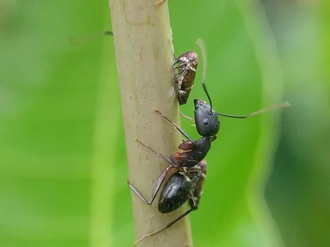 Two ants on a tree branch. Fotos Stock