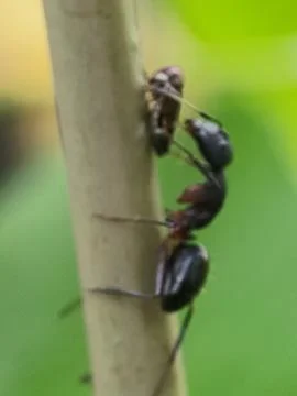 Two ants on a tree branch. Fotos Stock