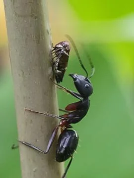 Two ants on tree trunk climbing. Fotos Stock