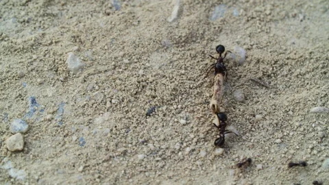 Two ants working on sandy terrain Stock Footage 255311707