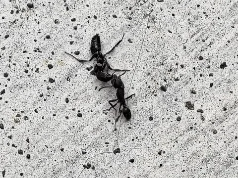 Two Ants Working Together to Carry a Dead Insect on a Textured Surface. Stock Photos