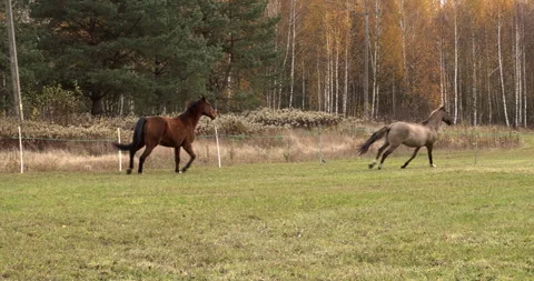 Two anxious horses run around the pasture. Video stock 295787759