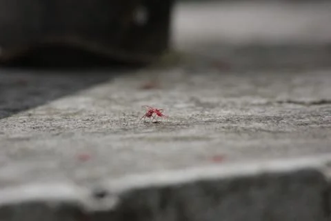 Two Aphids at war Stock Photos