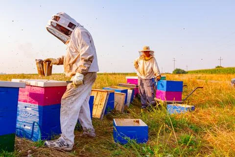 Two apiarists, beekeepers are checking bees on honeycomb wooden frame Stock Photos