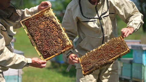 Two apiculturists holding honey frames with sealed cells and lots of bees Stock Footage 217372579