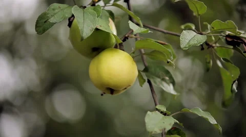 Two apples branch Video stock 46533500