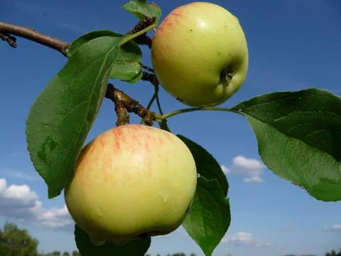 Two apples on a branch. Stock Photos