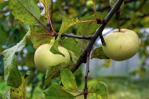 Two apples on a branch. Stock Photos