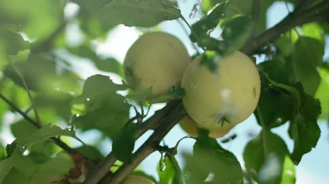 Two apples on a branch. Two ripe apples on a tree. Apple tree. Green apple Video stock 67704245
