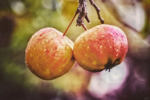 Two apples in the garden on a tree Stock Photos
