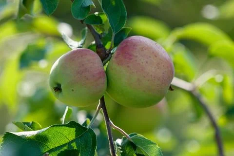 Two apples growing on a tree branch with green leaves Stock Photos