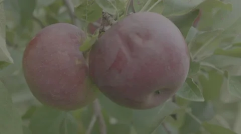 Two Apples Hanging on a Tree Stock Footage 59868106