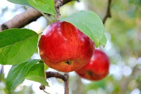 Two apples Stock Photos