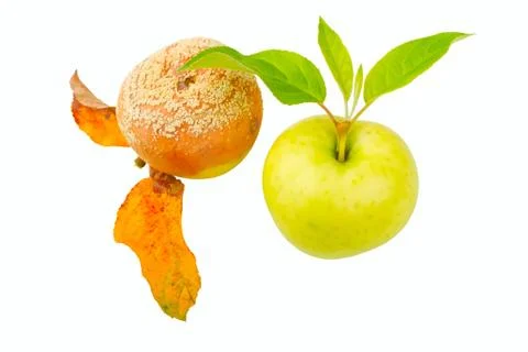 Two apples Stock Photos