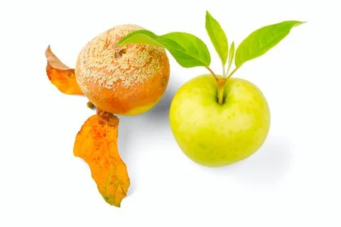 Two apples Stock Photos