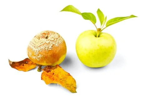 Two apples Stock Photos