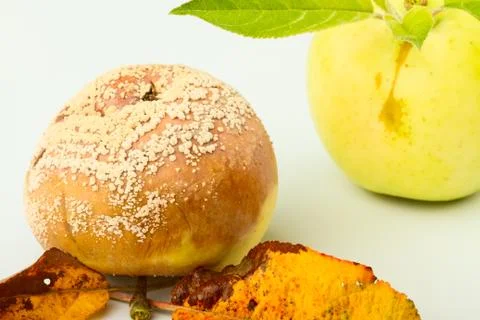 Two apples Stock Photos