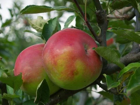 Two apples Stock Photos