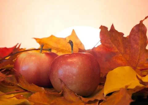 Two apples Stock Photos