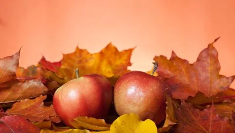 Two apples Stock Photos