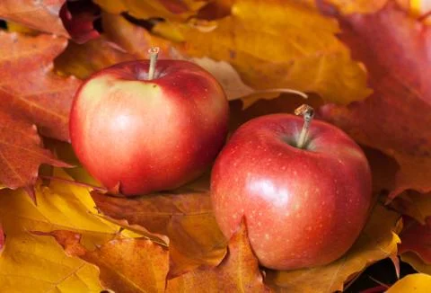 Two apples Stock Photos