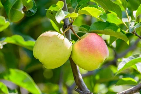 	Two apples  Stock Photos