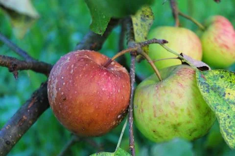 Two apples side by side where one is rotten Stock Photos