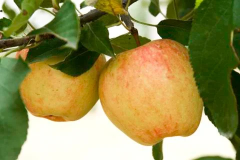 Two apples in a tree Stock Photos