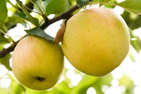 Two apples in a tree Stock Photos