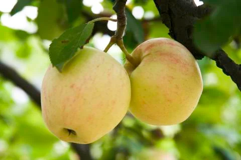 Two apples in a tree Stock Photos