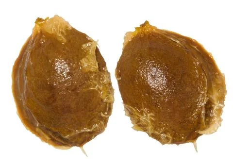Two apricot pits, cleaned of pulp, with visible fibers. Close-up of pits on.. Stock Photos
