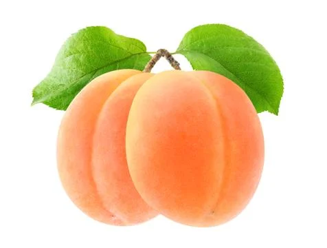 Two apricots isolated on a branch Stock Photos