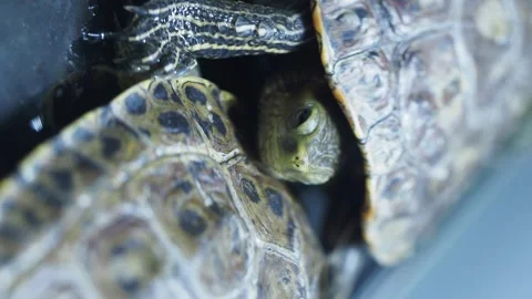 Two aquatic turtles resting together in close up view showing detailed shel.. Stock Footage 332208781