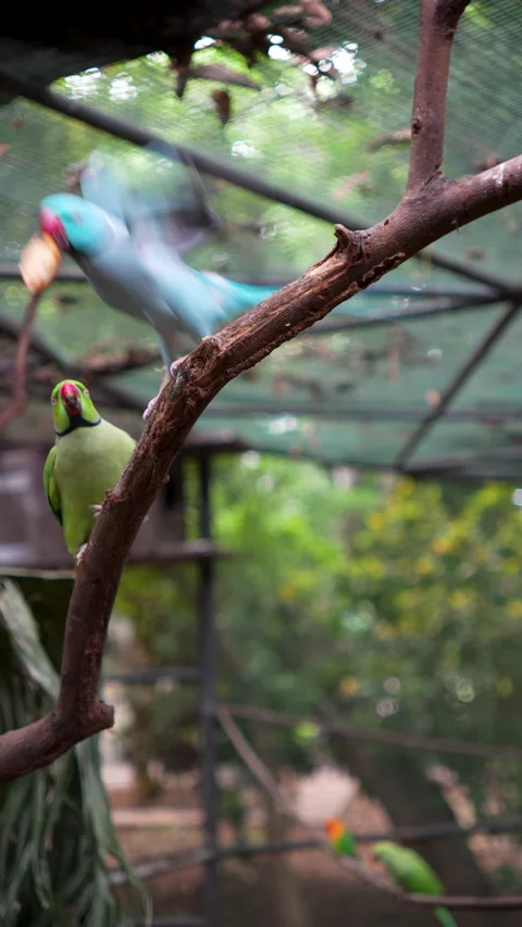 Two ara Stock Footage 301536053