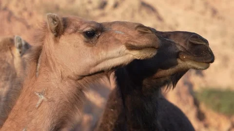 Two arabian dromedary camels chewing in the egyptian desert Stock Footage 335998337
